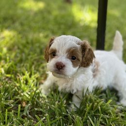 Cavapoo and Shihpoo Puppies from Haus of Doodles