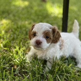 Cavapoo and Shihpoo Puppies from Haus of Doodles