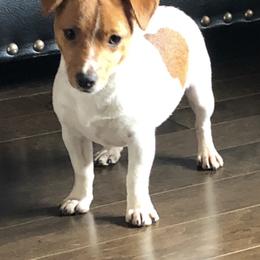 Gunner - Jack Russell Terrier