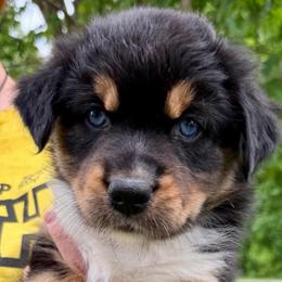 Iris - Black tri-color female Australian Shepherd puppy in Clover, South Carolina from Jo’s Aussies