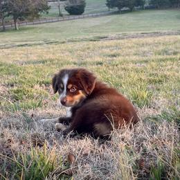 Harley - Red tri male Miniature Australian Shepherd puppy in Liberty, South Carolina from Alexander Canines
