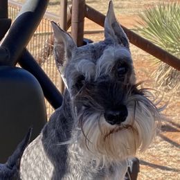 Phoenix - Miniature Schnauzer