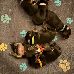 Boy 4 - Gray male Cesky Terrier puppy in New Glarus, Wisconsin from Johnwicki Ceskys