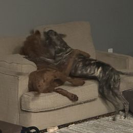 Poodle and Whippet All Grown Up from Charleston Reds Standard Poodles and Whippets