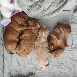 Cavapoo puppies from Cava Companions
