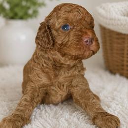 Lennox - Apricot male Cavapoo puppy in Yuciapa, California from AlltheDoodlez_