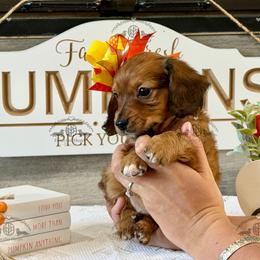 Miss. Yellow-2800 - Red female Dachshund puppy in Sparr, Florida from From the Heart Doxies