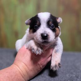 Yellow Collar Female - Blue female Australian Cattle Dog puppy in Riverton, Utah from Rundown Ranch Cattle Dogs