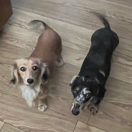 Hunny - Dachshund