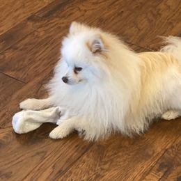 Pomeranian puppies from Holcomb's Pomeranians