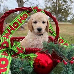 Donner - Cream male Goldendoodle puppy in Willacoochee, Georgia from Kitandkboodle's Doodles