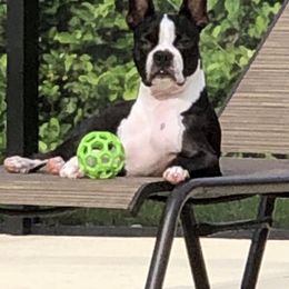 Boston Terrier All Grown Up from Melissa Holifield