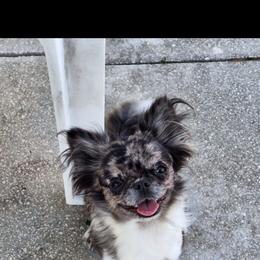 Heidy - Chihuahua