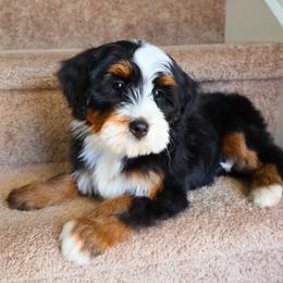 Janis - Phantom female Bernedoodle puppy in Floyd, Virginia from Hearts and Paws Poodles and Doodles