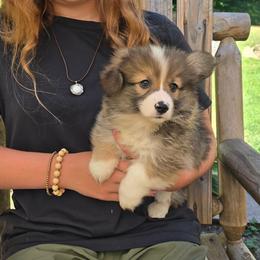 No Collar Male - Sable male Pembroke Welsh Corgi puppy in Tenino, Washington from LoneStar Corgis NW