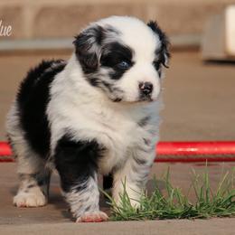 Australian Shepherd, Miniature American Shepherd, and Miniature Australian Shepherd Puppies from Painted Blue Aussies