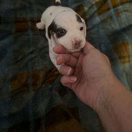 Boon - Chocolate and cream male Dachshund puppy in Erie, Michigan from Champagne’s Grinch Toe’d Dachshunds