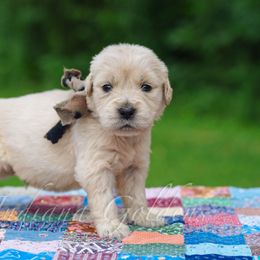 Mr Camo - Light golden male Golden Retriever puppy in Bedford, Indiana from Indiana Goldens