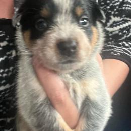 Boy 1 - Blue male Australian Cattle Dog puppy in Norton, Ohio from Australian Cattle Dog Company