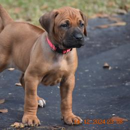Ms. Neon Pink (Kaya) - Rhodesian Ridgeback puppy from Karamojo Ridgebacks, Quality over Quantity