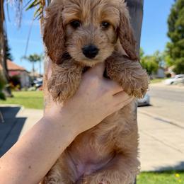 Yellow Collar - Cream female Assorted Doodle Crosses puppy in Marysville, California from Dailey Doodles and Dachshunds