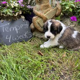 Tempest - Brown and white female Saint Berdoodle puppy in Traverse City, Michigan from Bare Paws Saint Berdoodles