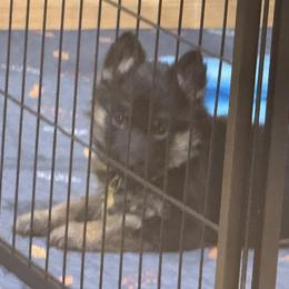 Yellow collar girl - Black and red female German Shepherd puppy in Wyoming, Michigan from Big Jones Kennels