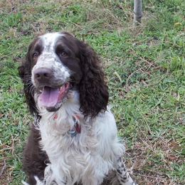 English Springer Spaniels from Top Gun Springers