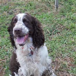 English Springer Spaniels from Top Gun Springers