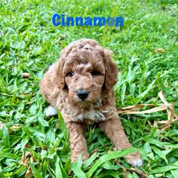 Cinnamon - Cream male Goldendoodle puppy in Captain Cook, Hawaii from Big Island Goldendoodles