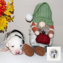Jack - Blue merle male Miniature Australian Shepherd puppy in Oakland, Maryland from Yarborough Kennels