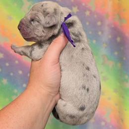 Blue merle tan or brindle point - Merle female Great Dane puppy in Port Clinton, Ohio from LakeSide Danes