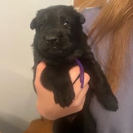 Natasha - Black female German Shepherd puppy in Boerne, Texas from Sudenblick German Shepherds