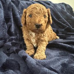Penny - Red  female Poodle puppy in Dayton, Texas from Wolfe Island Poodles