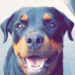 WilhaDean - Rottweiler