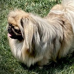 Boots - Pekingese