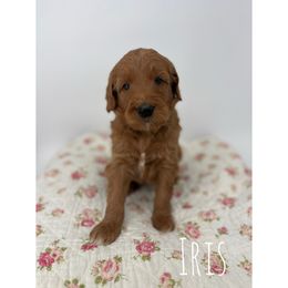 Iris - Red  female Goldendoodle puppy in Smithfield, Kentucky from KBK9 Kennels