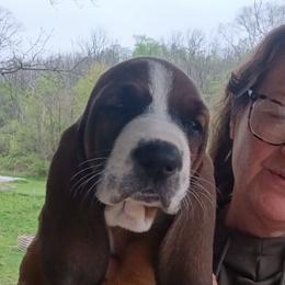 Sheila - Black brown and white female Basset Hound puppy in Imler, Pennsylvania from Happy Hounds