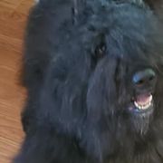 Bouvier des Flandres from Dilyn