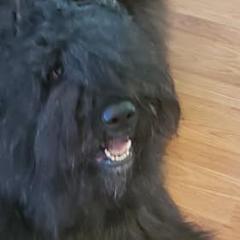 Bouvier des Flandres from Dilyn
