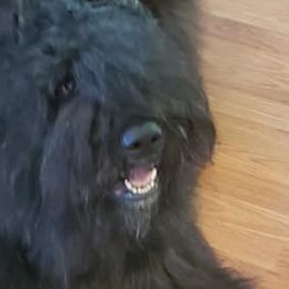 Bouvier des Flandres from Dilyn