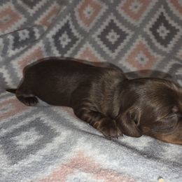 Chocolate and tan - Chocolate and tan female Dachshund puppy in De Beque, Colorado from ITSAR Ranch