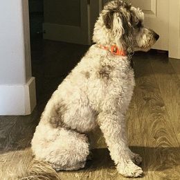 Aussiedoodle All Grown Up from Aussiedoodle Sky
