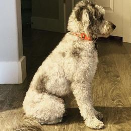 Aussiedoodle All Grown Up from Aussiedoodle Sky