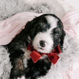 Bernedoodle and Goldendoodle Puppies from Rose canyon doodles