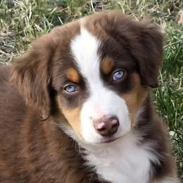 Hangman - Red tri male Miniature Australian Shepherd puppy in Spirit Lake, Idaho from Gemstone Ridge Mini Aussies