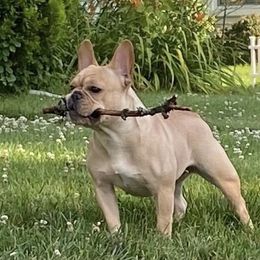 FeFe - French Bulldog
