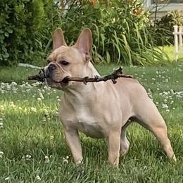 FeFe - French Bulldog