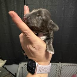 Eros Boy 1 AKC - Gray (blue) male Dachshund puppy in Erie, Michigan from Champagne’s Grinch Toe’d Dachshunds