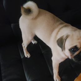 Pugs from Sue's Pugs